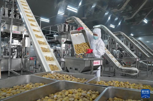 新材料技術(shù)驅(qū)動河北遵化農(nóng)產(chǎn)品深加工，助力鄉(xiāng)村振興